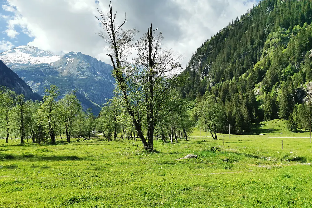 Henkel unterstützt die Revitalisierung des Aufwalds auf der Schwemmalm.