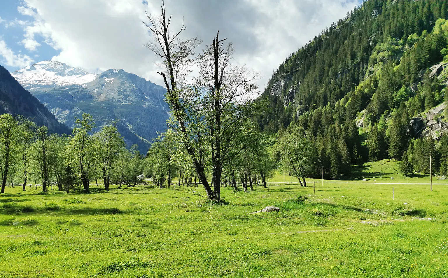 Henkel unterstützt die Revitalisierung des Aufwalds auf der Schwemmalm.